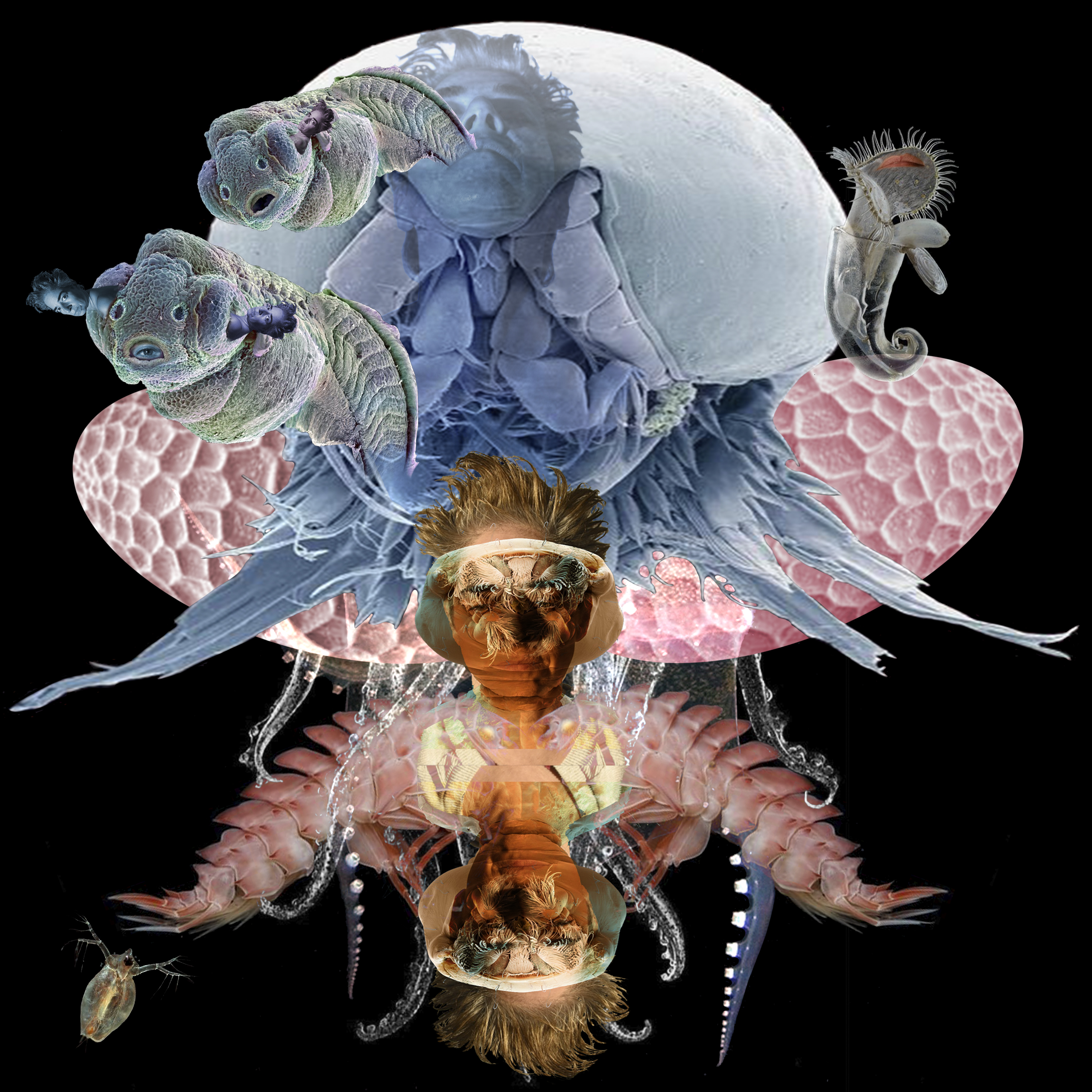 1 Orugas / Caterpillars, 2022
Collages digitales de imágenes de microscopio electrónico impresas en vinil y papelfotográficco, serie de 5. Digital collage  from electron microscope images. Vinyl and Photo prints, series of 5. 2 x 1, 2 x 2 m.
