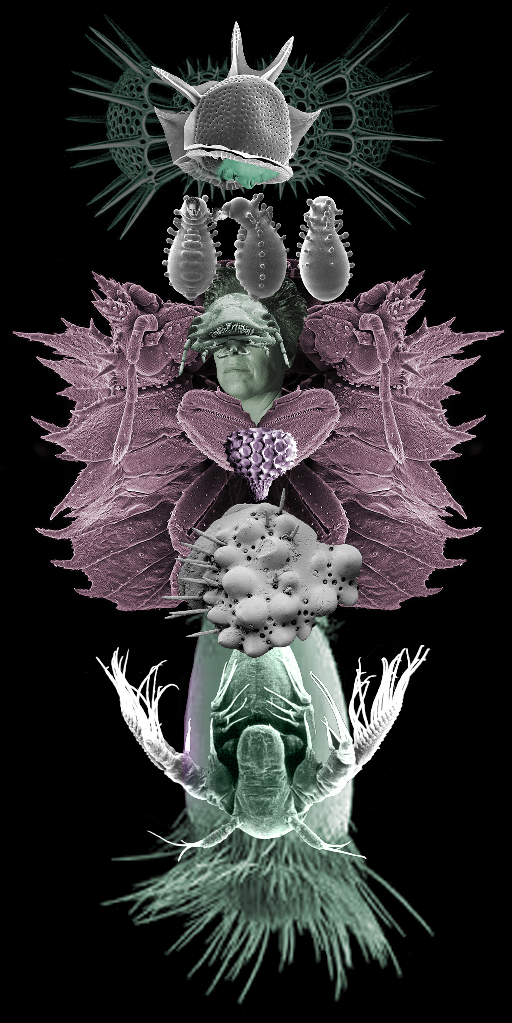 2 Orugas / Caterpillars, 2022
Collages digitales de imágenes de microscopio electrónico impresas en vinil y papelfotográficco, serie de 5. Digital collage  from electron microscope images. Vinyl and Photo prints, series of 5. 2 x 1, 2 x 2 m.