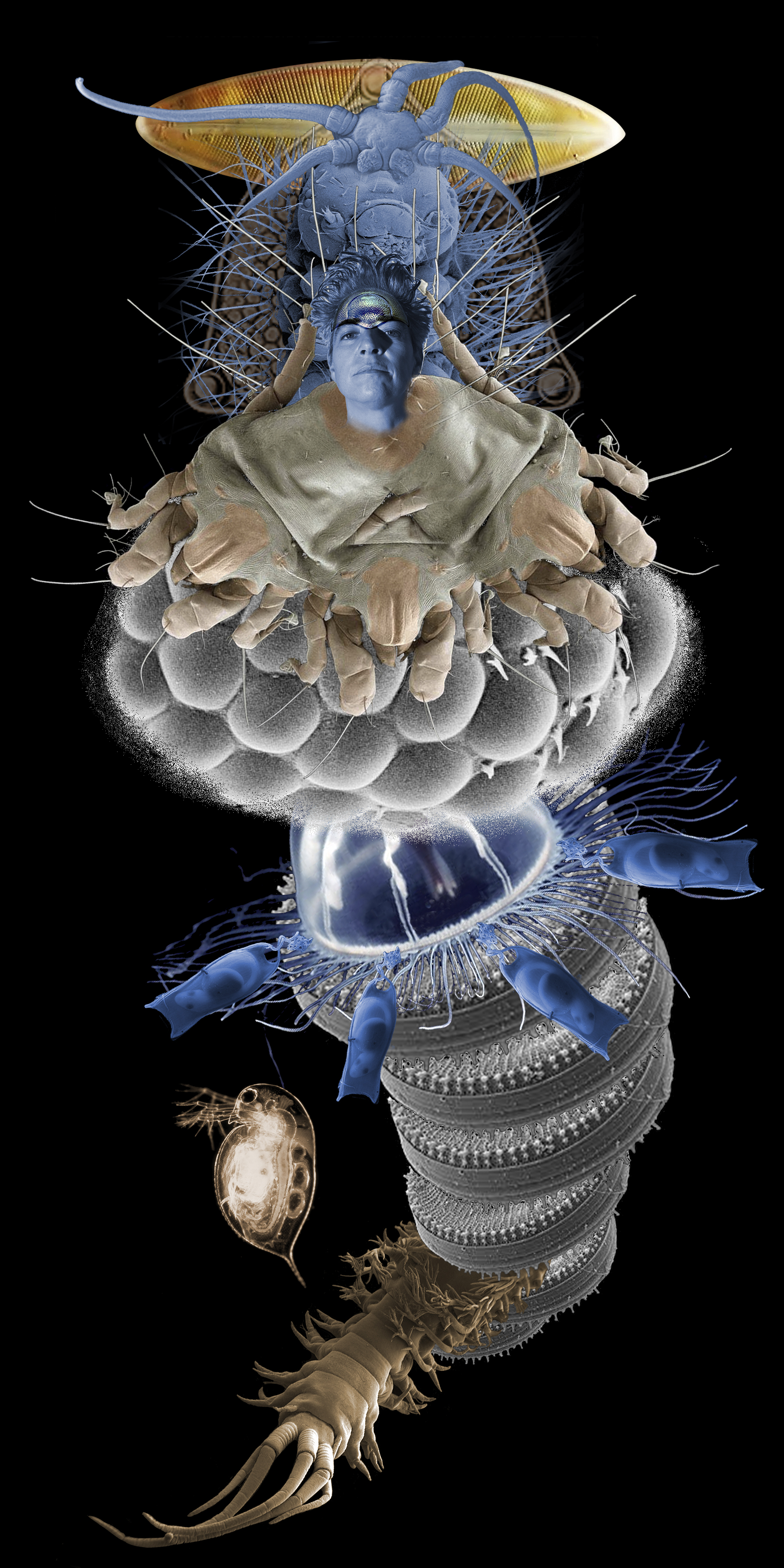 3 Orugas / Caterpillars, 2022
Collages digitales de imágenes de microscopio electrónico impresas en vinil y papelfotográficco, serie de 5. Digital collage  from electron microscope images. Vinyl and Photo prints, series of 5. 2 x 1, 2 x 2 m.