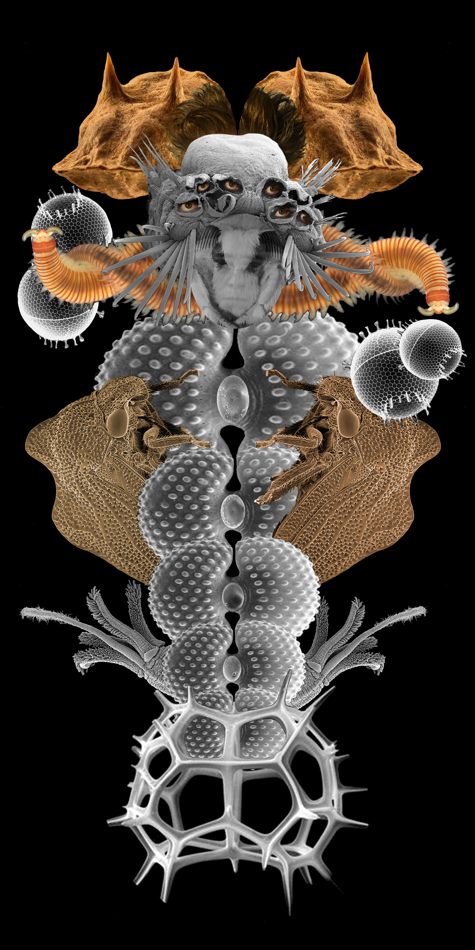 4 Orugas / Caterpillars, 2022
Collages digitales de imágenes de microscopio electrónico impresas en vinil y papelfotográficco, serie de 5. Digital collage  from electron microscope images. Vinyl and Photo prints, series of 5. 2 x 1, 2 x 2 m.